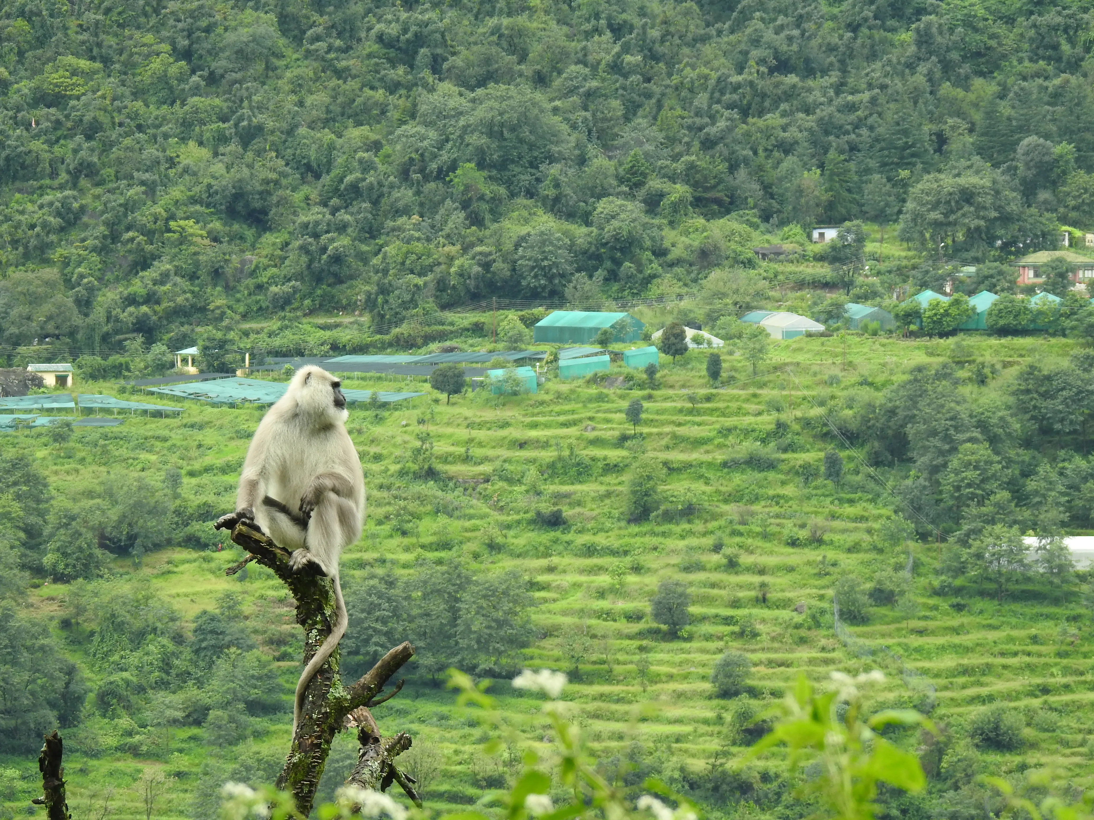 Himalayan Langur Project